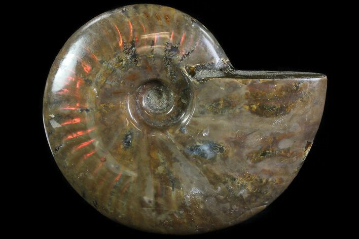 Flashy Red Iridescent Ammonite - Wide #81855